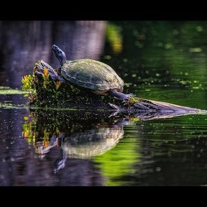 Meet your Posher, Tom